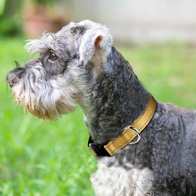 Logo personalizzato Collare da cane in neoprene morbido Respirante e confortevole per cani attivi