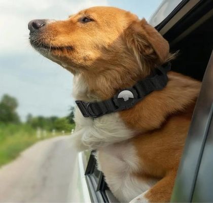 Collare per cani Eco-friendly Collare per animali da compagnia regolabile in nylon con Air Tag GPS Tracker Dog Leads