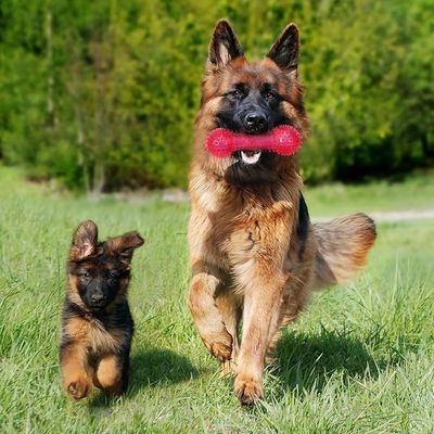 Giocattoli personalizzabili TPR a forma di osso per animali domestici per masticatori aggressivi Non tossici e durevoli