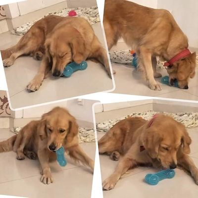 Giocattoli personalizzabili TPR a forma di osso per animali domestici per masticatori aggressivi Non tossici e durevoli
