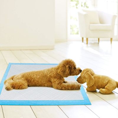 Acconciature per piscio per animali da compagnia ad asciugatura rapida per animali di piccola taglia